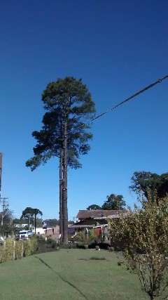 Empresa de corte de árvores araucária